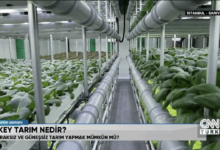 Dikey tarım Türkiye'nin ilk sebze fabrikası Plant Factory
