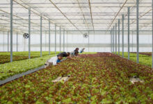 Topraksız Tarımda Verimlilik: Az Kaynakla Çok Üretim