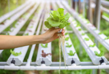Topraksız Tarım Sistemleri: Sürdürülebilir Tarımın Yeni Yüzü