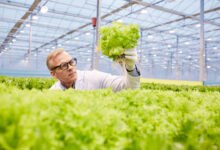 Kontrollü Ortamda Tarım: Yüksek Teknolojiyle Düşük Risk