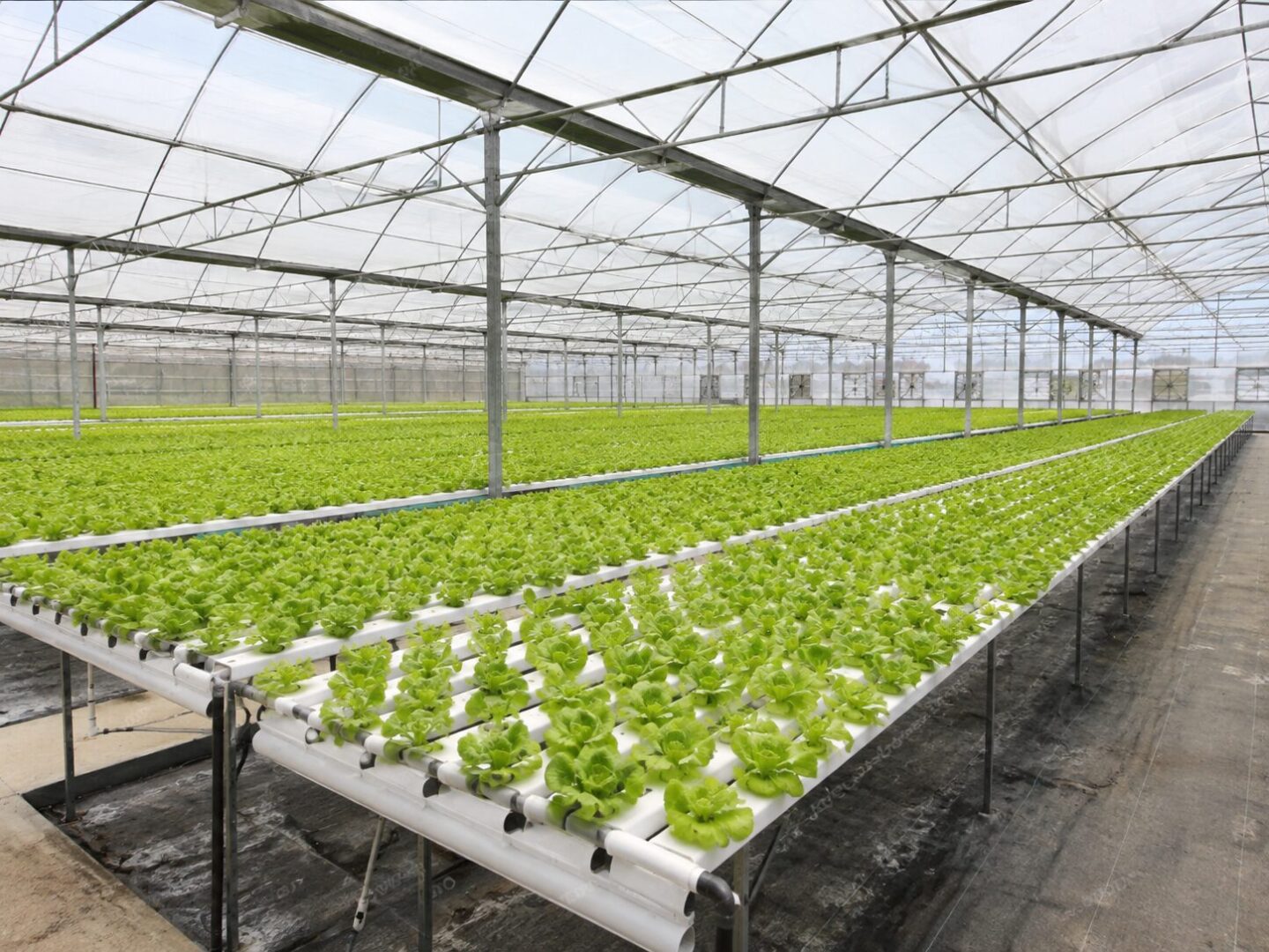 Topraksız tarım sistemlerinin kullanıldığı modern hidroponik üretim tesisi