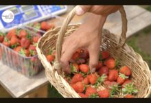 Yeni Girişimciler için Topraksız Tarım ile Çilek Yetiştiriciliği
