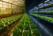 Ultra-realistic horizontal photograph symbolizing the cultural journey of hydroponic farming from Anatolia to Tokyo. The left side shows a modern greenhouse in Anatolia with NFT hydroponic systems growing lush green lettuce and other leafy greens. The greenhouse has natural sunlight streaming through, warm earthy tones, and subtle elements reflecting Anatolian culture, like patterned ceramic pots or traditional woven baskets in the background. The right side transitions seamlessly into a futuristic Tokyo indoor vertical farm with glowing LED lights, sleek metal structures, and high-tech hydroponic setups. A continuous green pathway of fresh leafy vegetables flows through the center, connecting both worlds, symbolizing growth and sustainability. Cinematic lighting, highly detailed textures, vibrant colors, ultra-realistic quality.