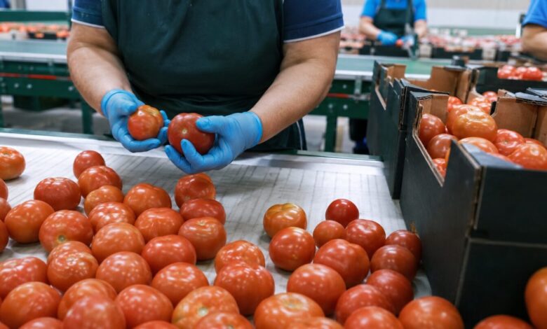 Domateslerin sınıflandırma ve paketleme hattında kontrol edilmesi