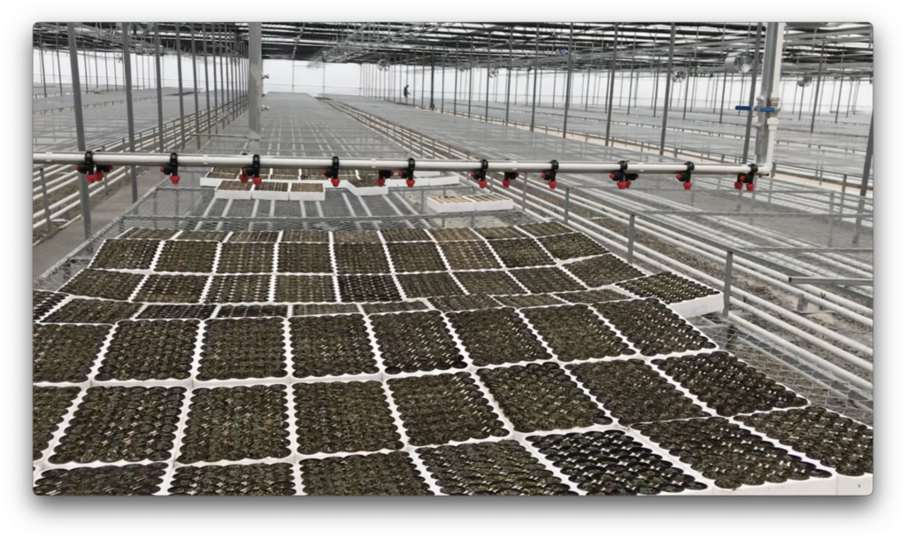 Jeotermal Isıtmalı Sera