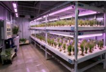 Kapalı Hidroponik Safran Sistemi