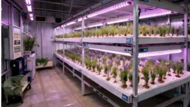 Kapalı Hidroponik Safran Sistemi