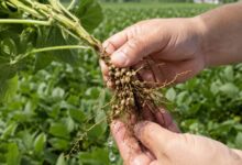 Soya köklerinde azot bağlayan bakterilerin oluşturduğu kök nodülleri