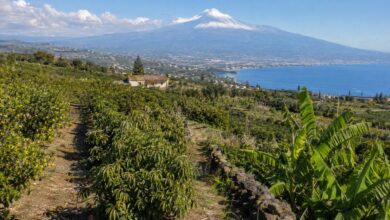 Sicilya’da tarım ve tropikal meyve üretimi, Etna Dağı ve Akdeniz kıyısı