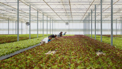 MENA bölgesinde dikey tarım sektörü 2025’te 400 milyon dolara ulaştı. Su kıtlığına çözüm sunan bu teknoloji, 2030’a kadar 1 milyar dolar pazar büyüklüğüne ulaşabilir. Birleşik Arap Emirlikleri, Suudi Arabistan ve Katar gibi ülkeler sürdürülebilir üretime hızla geçiyor.