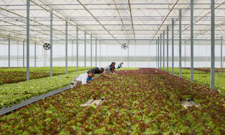 MENA bölgesinde dikey tarım sektörü 2025’te 400 milyon dolara ulaştı. Su kıtlığına çözüm sunan bu teknoloji, 2030’a kadar 1 milyar dolar pazar büyüklüğüne ulaşabilir. Birleşik Arap Emirlikleri, Suudi Arabistan ve Katar gibi ülkeler sürdürülebilir üretime hızla geçiyor.