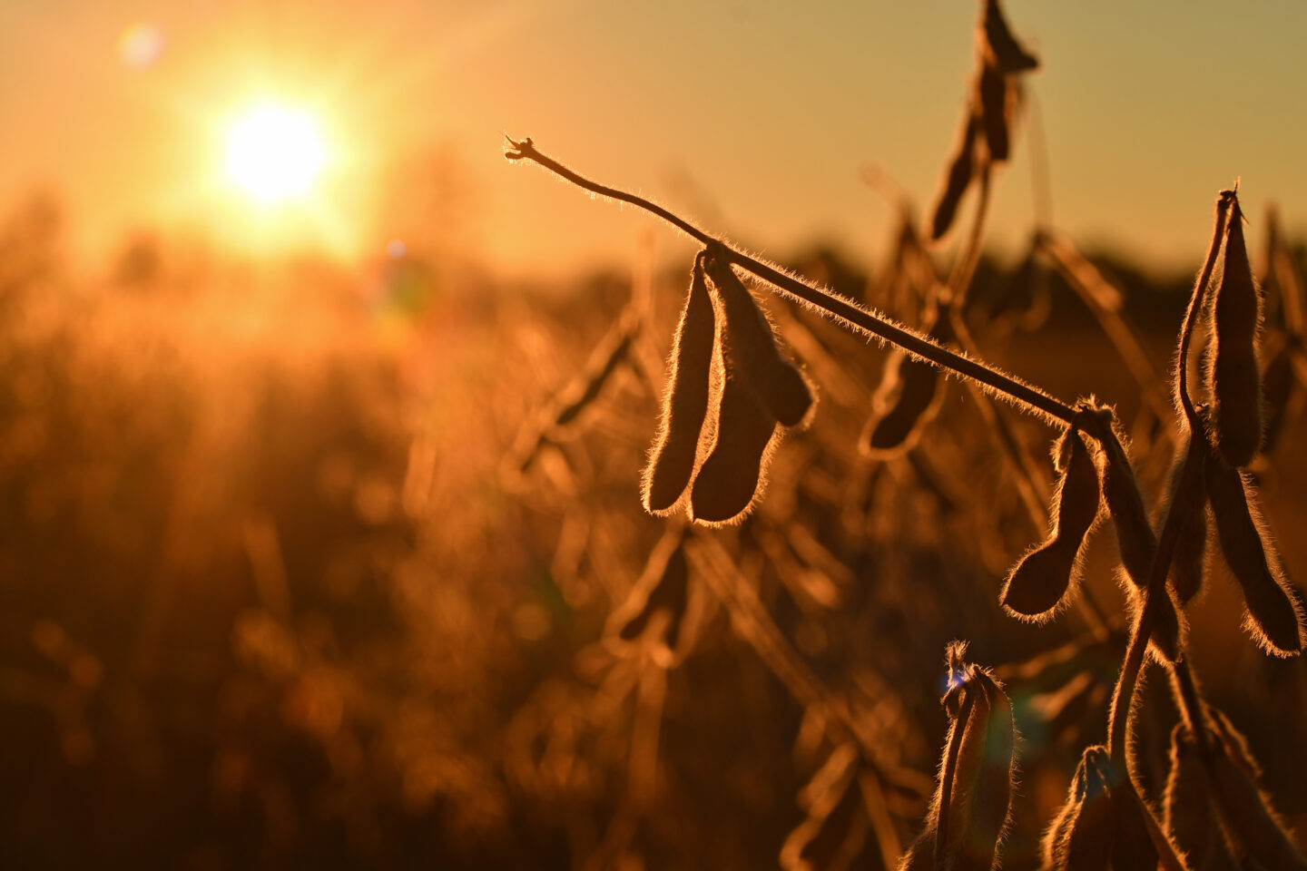 Soya moratoryumu haberini temsil eden gün batımında olgun soya bitkileri