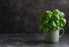 LED ışığın aroma gelişimine etkisini temsil eden taze fesleğen