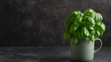 LED ışığın aroma gelişimine etkisini temsil eden taze fesleğen