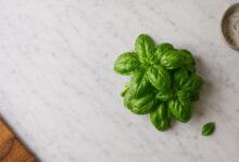 Fesleğen aroması ve gastronomik kaliteyi temsil eden taze fesleğen