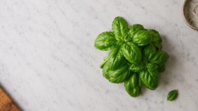 Fesleğen aroması ve gastronomik kaliteyi temsil eden taze fesleğen