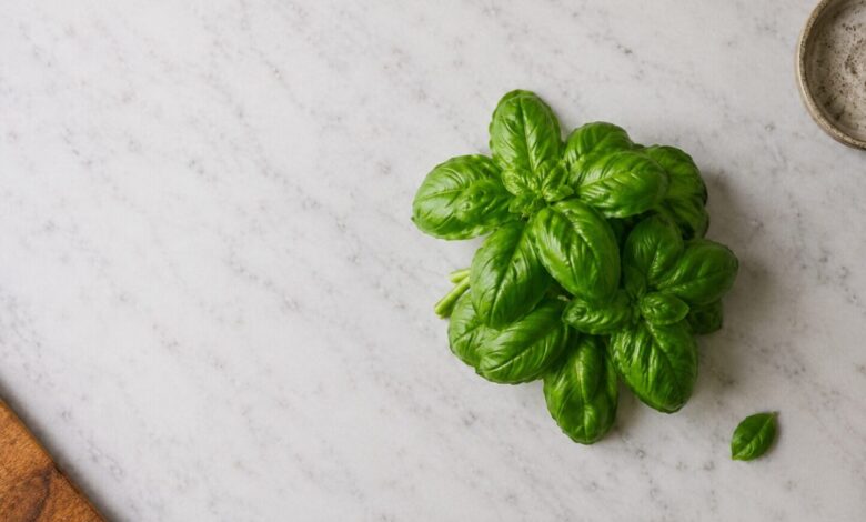 Fesleğen aroması ve gastronomik kaliteyi temsil eden taze fesleğen