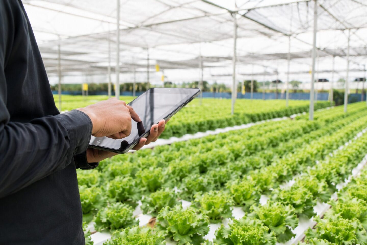 Hidroponik serada tablet ile üretim takibi yapan çalışan