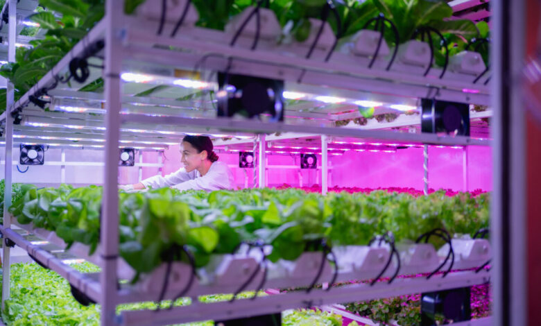 Dikey tarımda enerji optimizasyonu ve LED aydınlatmalı hidroponik üretim
