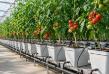 Dutch Bucket hidroponik sistem ile serada domates yetiştiriciliği