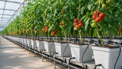 Dutch Bucket hidroponik sistem ile serada domates yetiştiriciliği
