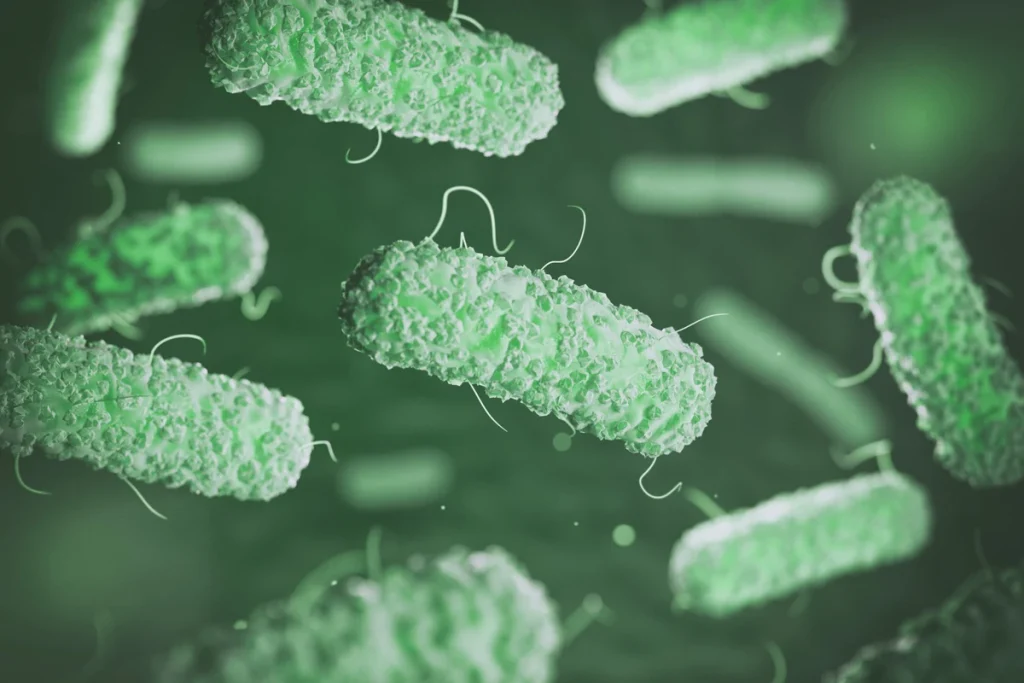 Hidroponik sistemlerde E. coli riskini temsil eden bakteri görselleştirmesi
