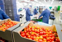 RASFF nedir? Gıda güvenliği kapsamında domateslerin işleme tesisinde kontrol edilmesi