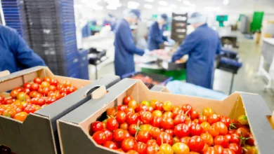 RASFF nedir? Gıda güvenliği kapsamında domateslerin işleme tesisinde kontrol edilmesi