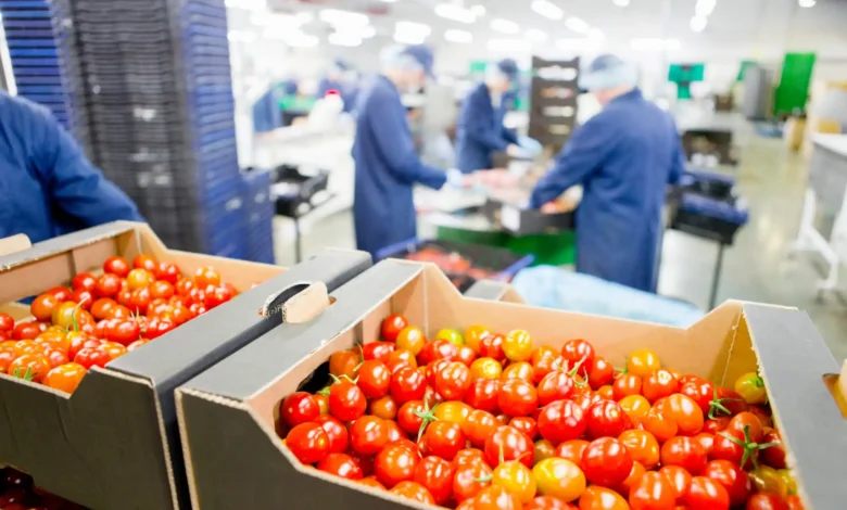 RASFF nedir? Gıda güvenliği kapsamında domateslerin işleme tesisinde kontrol edilmesi