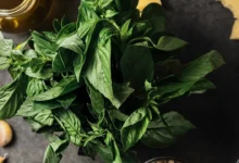Hidroponik fesleğen ile pesto sos için taze malzemeler