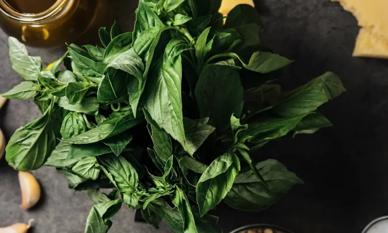 Hidroponik fesleğen ile pesto sos için taze malzemeler