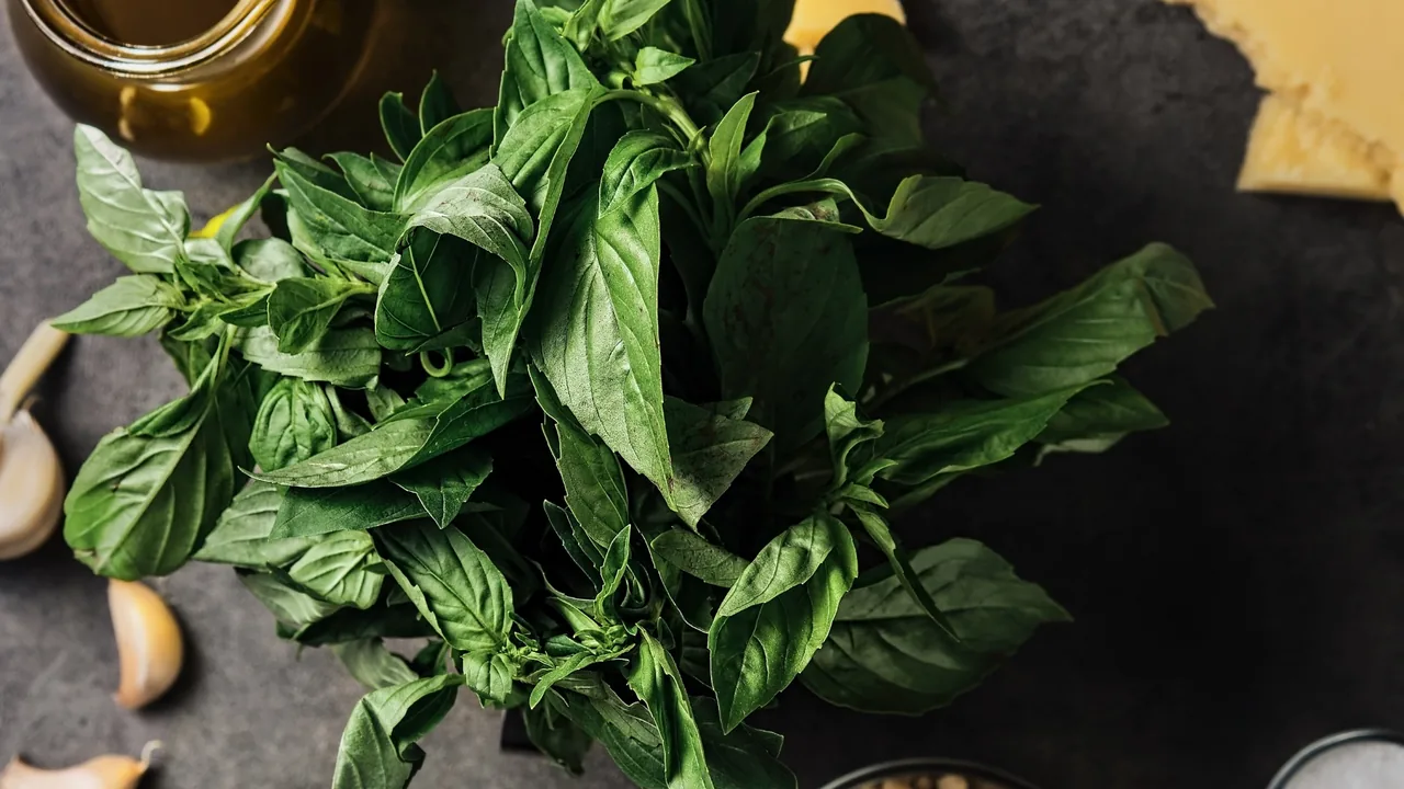 Hidroponik fesleğen ile pesto sos için taze malzemeler